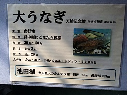 画像ギャラリー No.017のサムネイル画像 / マフィア梶田の二次元が来い！：第278回「砂で蒸されるとレアが出ると噂の指宿流浪人」
