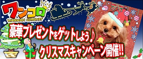 画像ギャラリー No.001のサムネイル画像 / 「ワンコロ」,クリスマス限定のデコレーションが登場。特別ログインボーナスも