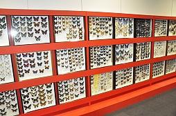 画像ギャラリー No.013のサムネイル画像 / クワガタ派の篠原信一さんとカブトムシ派のカブトムシゆかりさんが対決。「新甲虫王者ムシキング」稼働開始記念イベントをレポート