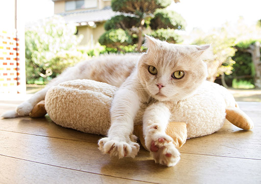 画像ギャラリー No.002のサムネイル画像 / 大ヒットアプリ「ねこあつめ」が俳優の伊藤淳史さん主演で実写映画化。2017年に全国公開決定