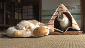 画像ギャラリー No.008のサムネイル画像 / 実写映画「ねこあつめの家」に出演する“タレント猫”の秘蔵写真100枚が一挙公開に
