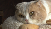 画像ギャラリー No.009のサムネイル画像 / 実写映画「ねこあつめの家」に出演する“タレント猫”の秘蔵写真100枚が一挙公開に