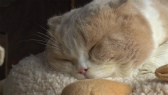 画像ギャラリー No.010のサムネイル画像 / 実写映画「ねこあつめの家」に出演する“タレント猫”の秘蔵写真100枚が一挙公開に