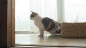 画像ギャラリー No.019のサムネイル画像 / 実写映画「ねこあつめの家」に出演する“タレント猫”の秘蔵写真100枚が一挙公開に