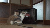 画像ギャラリー No.020のサムネイル画像 / 実写映画「ねこあつめの家」に出演する“タレント猫”の秘蔵写真100枚が一挙公開に