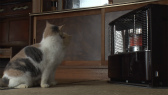 画像ギャラリー No.021のサムネイル画像 / 実写映画「ねこあつめの家」に出演する“タレント猫”の秘蔵写真100枚が一挙公開に