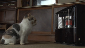 画像ギャラリー No.022のサムネイル画像 / 実写映画「ねこあつめの家」に出演する“タレント猫”の秘蔵写真100枚が一挙公開に