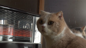 画像ギャラリー No.023のサムネイル画像 / 実写映画「ねこあつめの家」に出演する“タレント猫”の秘蔵写真100枚が一挙公開に