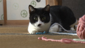 画像ギャラリー No.029のサムネイル画像 / 実写映画「ねこあつめの家」に出演する“タレント猫”の秘蔵写真100枚が一挙公開に