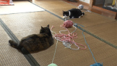 画像ギャラリー No.030のサムネイル画像 / 実写映画「ねこあつめの家」に出演する“タレント猫”の秘蔵写真100枚が一挙公開に