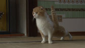 画像ギャラリー No.039のサムネイル画像 / 実写映画「ねこあつめの家」に出演する“タレント猫”の秘蔵写真100枚が一挙公開に