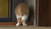 画像ギャラリー No.040のサムネイル画像 / 実写映画「ねこあつめの家」に出演する“タレント猫”の秘蔵写真100枚が一挙公開に