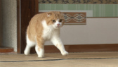 画像ギャラリー No.041のサムネイル画像 / 実写映画「ねこあつめの家」に出演する“タレント猫”の秘蔵写真100枚が一挙公開に