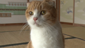 画像ギャラリー No.042のサムネイル画像 / 実写映画「ねこあつめの家」に出演する“タレント猫”の秘蔵写真100枚が一挙公開に