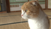 画像ギャラリー No.043のサムネイル画像 / 実写映画「ねこあつめの家」に出演する“タレント猫”の秘蔵写真100枚が一挙公開に