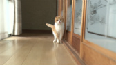 画像ギャラリー No.044のサムネイル画像 / 実写映画「ねこあつめの家」に出演する“タレント猫”の秘蔵写真100枚が一挙公開に