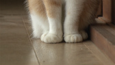 画像ギャラリー No.045のサムネイル画像 / 実写映画「ねこあつめの家」に出演する“タレント猫”の秘蔵写真100枚が一挙公開に