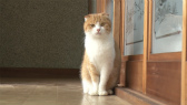 画像ギャラリー No.046のサムネイル画像 / 実写映画「ねこあつめの家」に出演する“タレント猫”の秘蔵写真100枚が一挙公開に