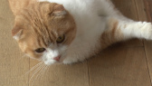 画像ギャラリー No.047のサムネイル画像 / 実写映画「ねこあつめの家」に出演する“タレント猫”の秘蔵写真100枚が一挙公開に