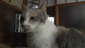 画像ギャラリー No.053のサムネイル画像 / 実写映画「ねこあつめの家」に出演する“タレント猫”の秘蔵写真100枚が一挙公開に