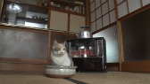 画像ギャラリー No.054のサムネイル画像 / 実写映画「ねこあつめの家」に出演する“タレント猫”の秘蔵写真100枚が一挙公開に