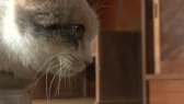 画像ギャラリー No.056のサムネイル画像 / 実写映画「ねこあつめの家」に出演する“タレント猫”の秘蔵写真100枚が一挙公開に