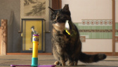 画像ギャラリー No.057のサムネイル画像 / 実写映画「ねこあつめの家」に出演する“タレント猫”の秘蔵写真100枚が一挙公開に