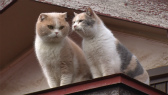 画像ギャラリー No.058のサムネイル画像 / 実写映画「ねこあつめの家」に出演する“タレント猫”の秘蔵写真100枚が一挙公開に