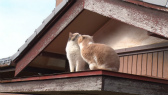 画像ギャラリー No.059のサムネイル画像 / 実写映画「ねこあつめの家」に出演する“タレント猫”の秘蔵写真100枚が一挙公開に