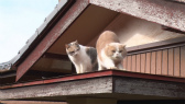 画像ギャラリー No.060のサムネイル画像 / 実写映画「ねこあつめの家」に出演する“タレント猫”の秘蔵写真100枚が一挙公開に