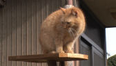 画像ギャラリー No.061のサムネイル画像 / 実写映画「ねこあつめの家」に出演する“タレント猫”の秘蔵写真100枚が一挙公開に