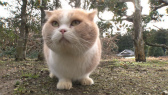 画像ギャラリー No.064のサムネイル画像 / 実写映画「ねこあつめの家」に出演する“タレント猫”の秘蔵写真100枚が一挙公開に
