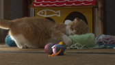 画像ギャラリー No.066のサムネイル画像 / 実写映画「ねこあつめの家」に出演する“タレント猫”の秘蔵写真100枚が一挙公開に