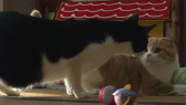 画像ギャラリー No.067のサムネイル画像 / 実写映画「ねこあつめの家」に出演する“タレント猫”の秘蔵写真100枚が一挙公開に