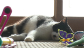 画像ギャラリー No.069のサムネイル画像 / 実写映画「ねこあつめの家」に出演する“タレント猫”の秘蔵写真100枚が一挙公開に
