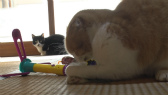 画像ギャラリー No.070のサムネイル画像 / 実写映画「ねこあつめの家」に出演する“タレント猫”の秘蔵写真100枚が一挙公開に