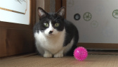 画像ギャラリー No.072のサムネイル画像 / 実写映画「ねこあつめの家」に出演する“タレント猫”の秘蔵写真100枚が一挙公開に
