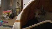 画像ギャラリー No.073のサムネイル画像 / 実写映画「ねこあつめの家」に出演する“タレント猫”の秘蔵写真100枚が一挙公開に
