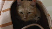 画像ギャラリー No.076のサムネイル画像 / 実写映画「ねこあつめの家」に出演する“タレント猫”の秘蔵写真100枚が一挙公開に
