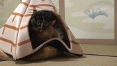画像ギャラリー No.077のサムネイル画像 / 実写映画「ねこあつめの家」に出演する“タレント猫”の秘蔵写真100枚が一挙公開に