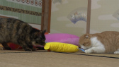 画像ギャラリー No.078のサムネイル画像 / 実写映画「ねこあつめの家」に出演する“タレント猫”の秘蔵写真100枚が一挙公開に