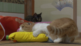 画像ギャラリー No.079のサムネイル画像 / 実写映画「ねこあつめの家」に出演する“タレント猫”の秘蔵写真100枚が一挙公開に