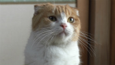 画像ギャラリー No.080のサムネイル画像 / 実写映画「ねこあつめの家」に出演する“タレント猫”の秘蔵写真100枚が一挙公開に