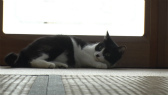 画像ギャラリー No.083のサムネイル画像 / 実写映画「ねこあつめの家」に出演する“タレント猫”の秘蔵写真100枚が一挙公開に