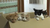 画像ギャラリー No.085のサムネイル画像 / 実写映画「ねこあつめの家」に出演する“タレント猫”の秘蔵写真100枚が一挙公開に