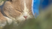 画像ギャラリー No.097のサムネイル画像 / 実写映画「ねこあつめの家」に出演する“タレント猫”の秘蔵写真100枚が一挙公開に