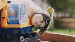 画像ギャラリー No.005のサムネイル画像 / 「ぽかぽかアイルー村DX」本物のネコを起用した実写WebCM全6話が公開に