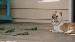 画像ギャラリー No.010のサムネイル画像 / 「ぽかぽかアイルー村DX」本物のネコを起用した実写WebCM全6話が公開に