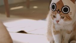 画像ギャラリー No.015のサムネイル画像 / 「ぽかぽかアイルー村DX」本物のネコを起用した実写WebCM全6話が公開に