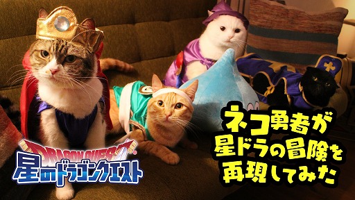 画像ギャラリー No.003のサムネイル画像 / 「星ドラ」,猫たちが勇者に扮したWebムービーを2月22日の猫の日に公開
